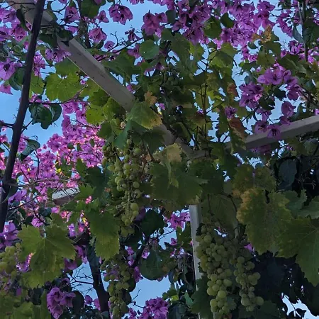 Appartamento Paradies Prizba Blato (Korcula)