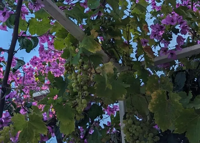 Appartement Paradies Prizba Blato (Korcula)